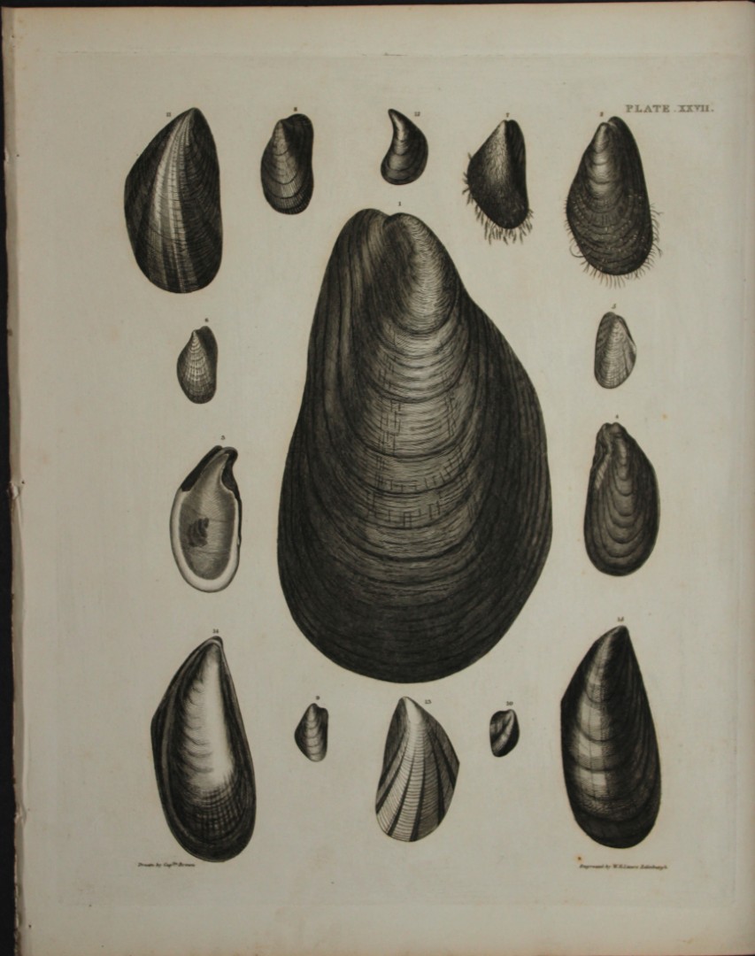 Capt. Thomas Brown - Hand-coloured engraving of shells 1844