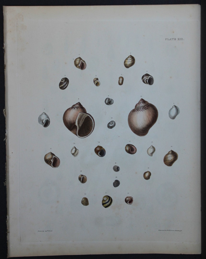 Capt. Thomas Brown - Hand-coloured engraving of shells 1844