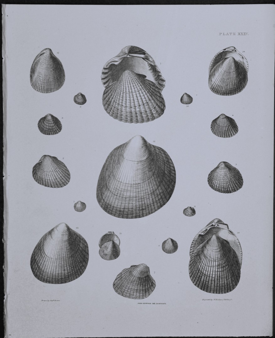 Capt. Thomas Brown - Engraving of shells 1844