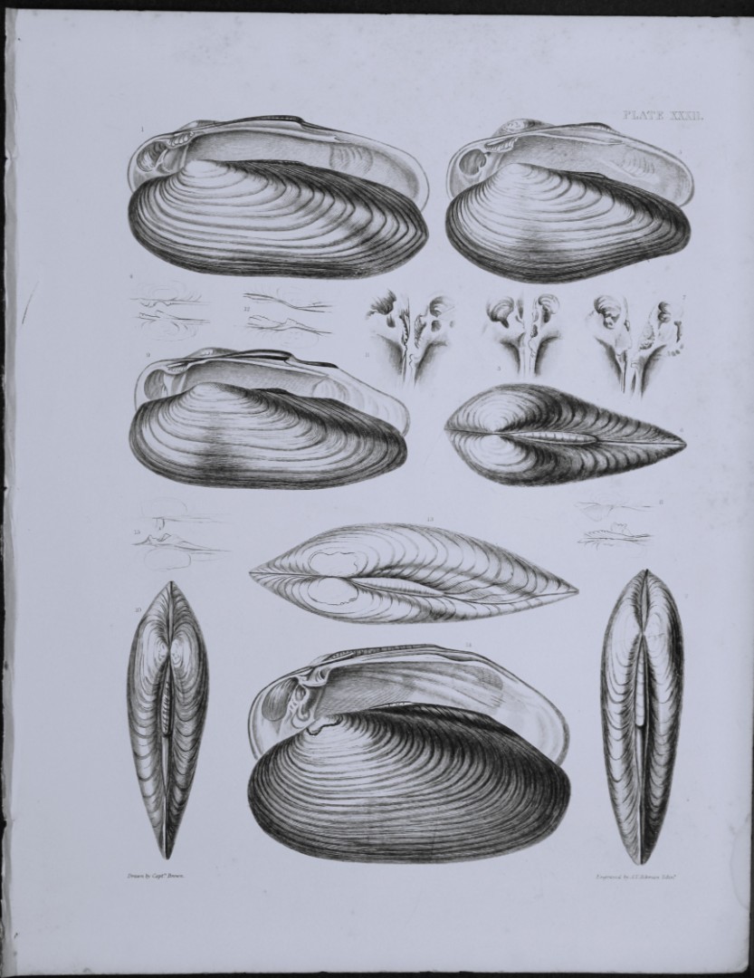 Capt. Thomas Brown - Engraving of shells 1844