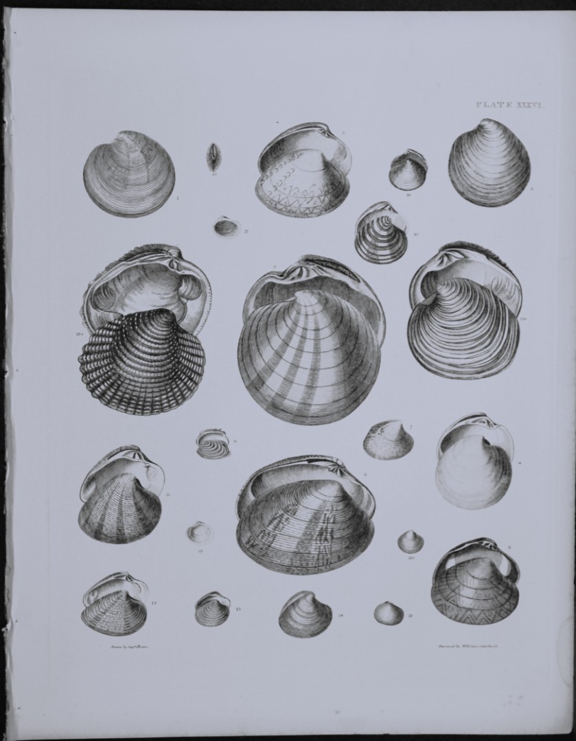 Capt. Thomas Brown - Engraving of shells 1844