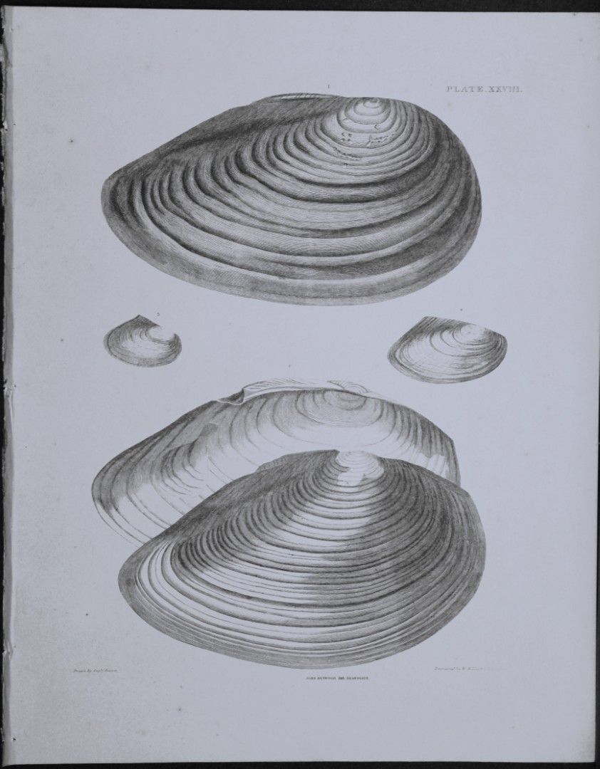 Capt. Thomas Brown - Engraving of shells 1844