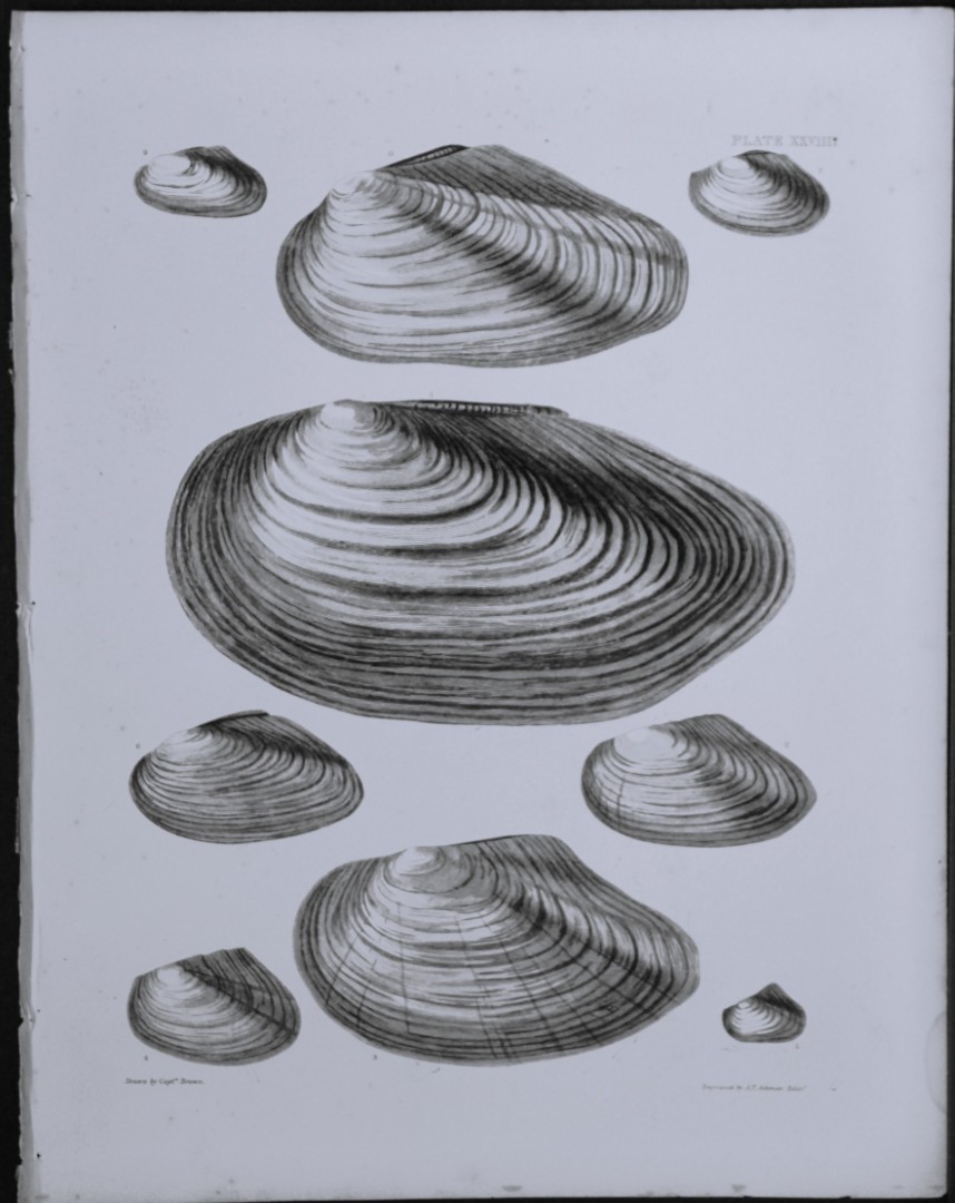 Capt. Thomas Brown - Engraving of shells 1844