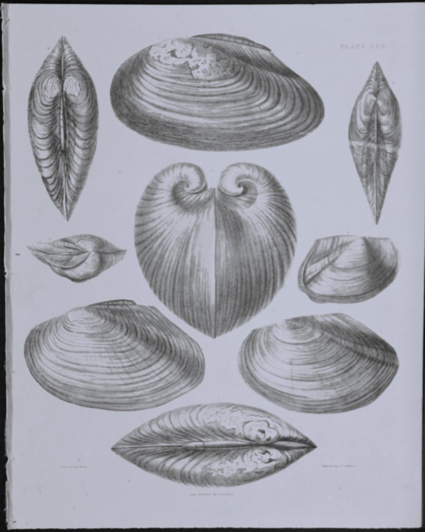 Capt. Thomas Brown - Engraving of shells 1844