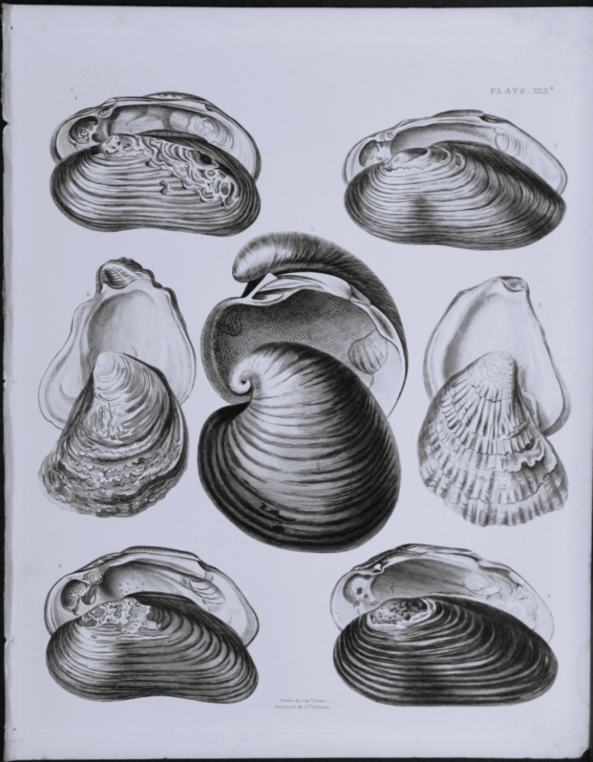 Capt. Thomas Brown - Engraving of shells 1844