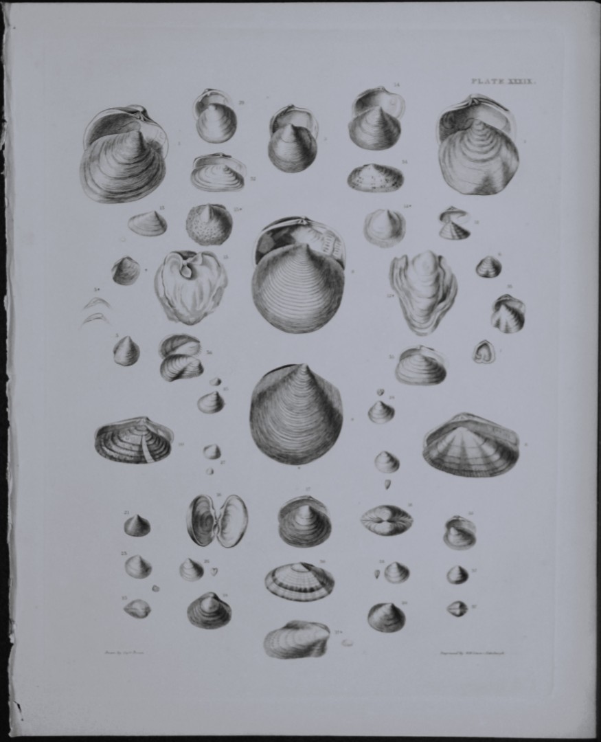 Capt. Thomas Brown - Engraving of shells 1844