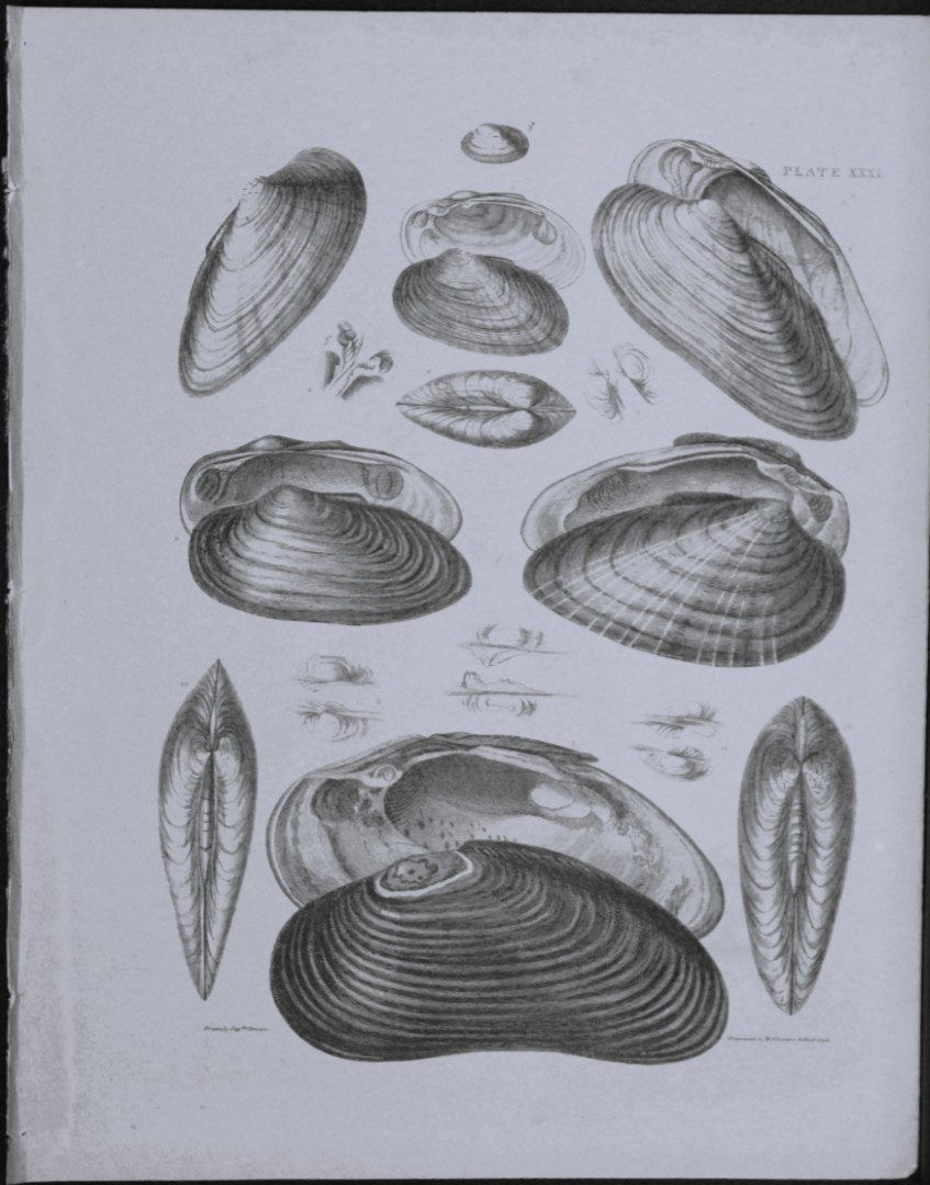 Capt. Thomas Brown - Engraving of shells 1844