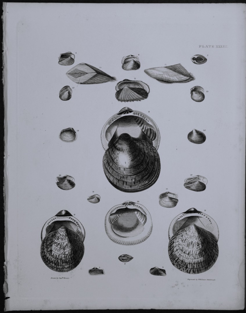 Capt. Thomas Brown - Engraving of shells 1844