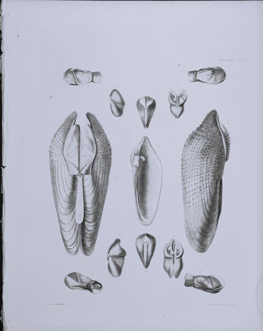 Capt. Thomas Brown - Engraving of shells 1844