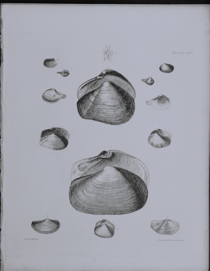 Capt. Thomas Brown - Engraving of shells 1844