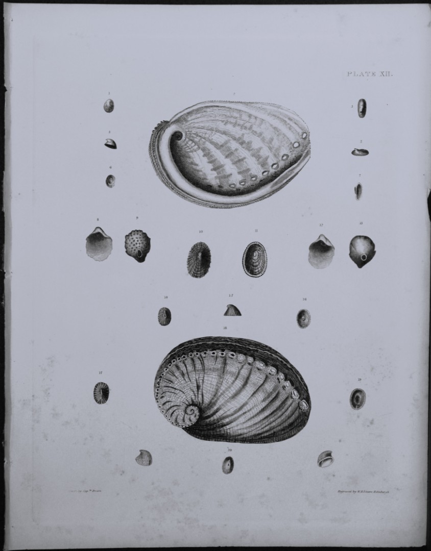 Capt. Thomas Brown - Engraving of shells 1844