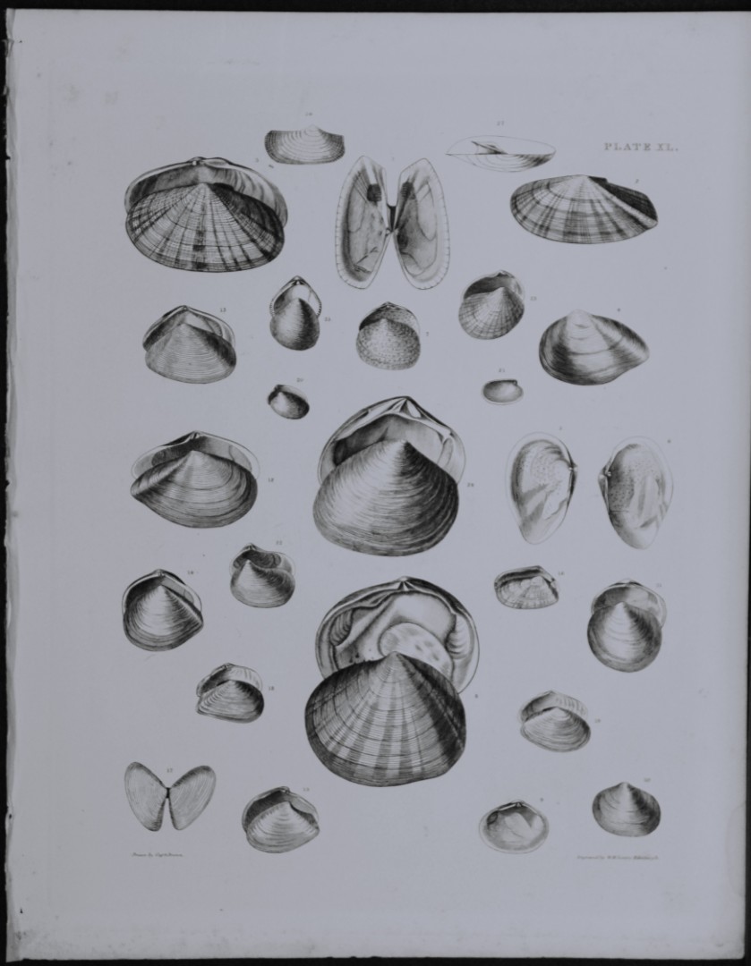 Capt. Thomas Brown - Engraving of shells 1844