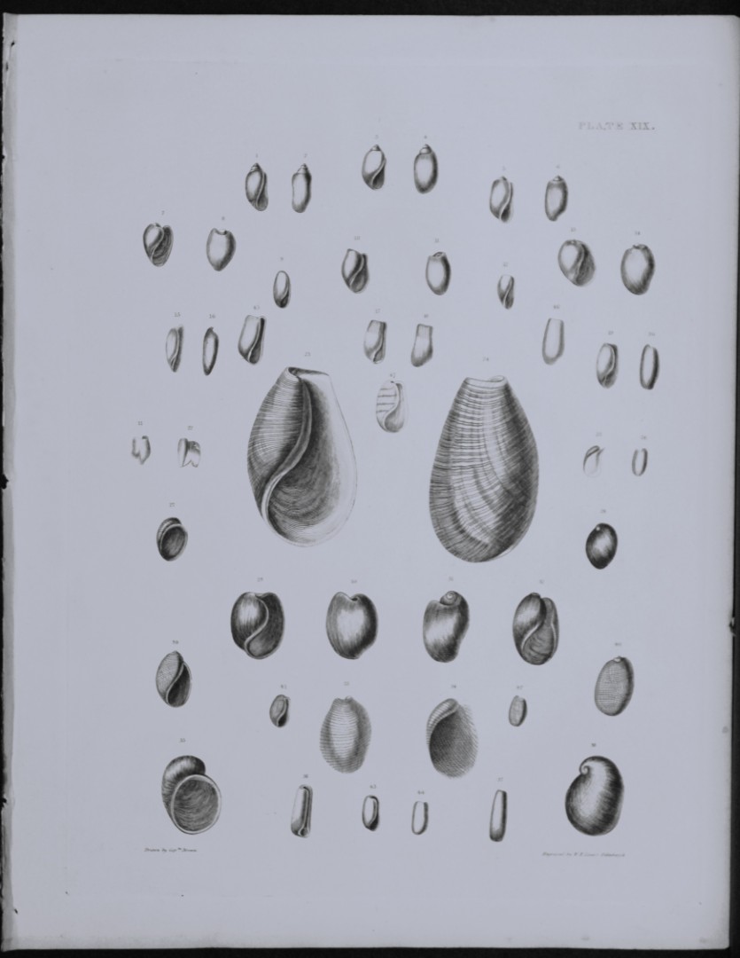 Capt. Thomas Brown - Engraving of shells 1844