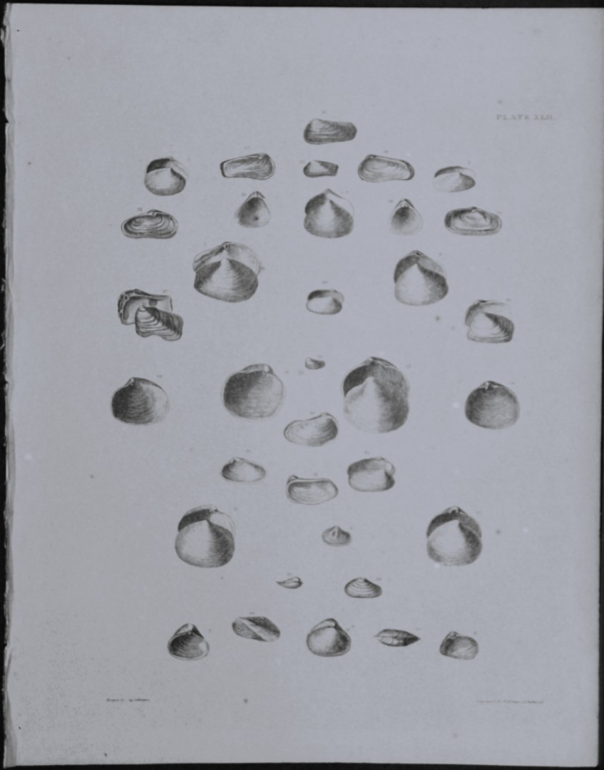 Capt. Thomas Brown - Engraving of shells 1844