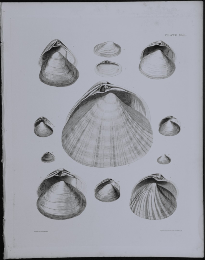 Capt. Thomas Brown - Engraving of shells 1844