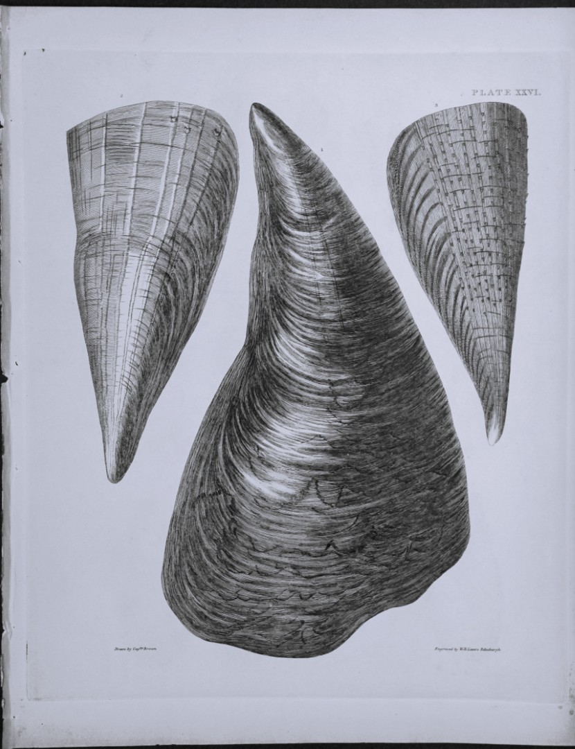 Capt. Thomas Brown - Engraving of shells 1844