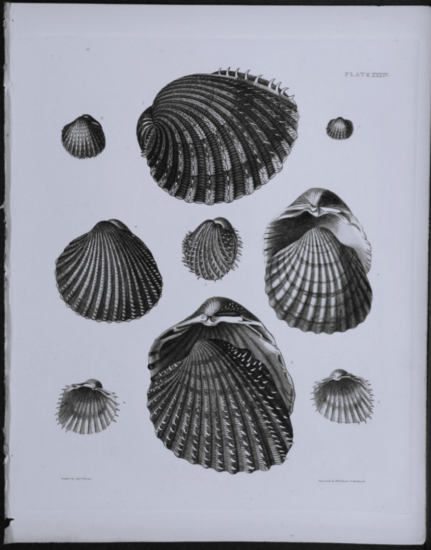 Capt. Thomas Brown - Engraving of shells 1844