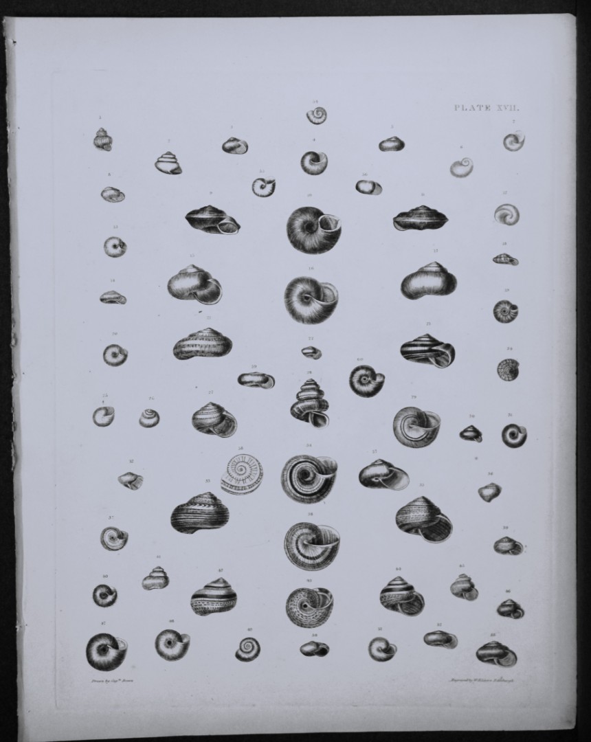 Capt. Thomas Brown - Engraving of shells 1844