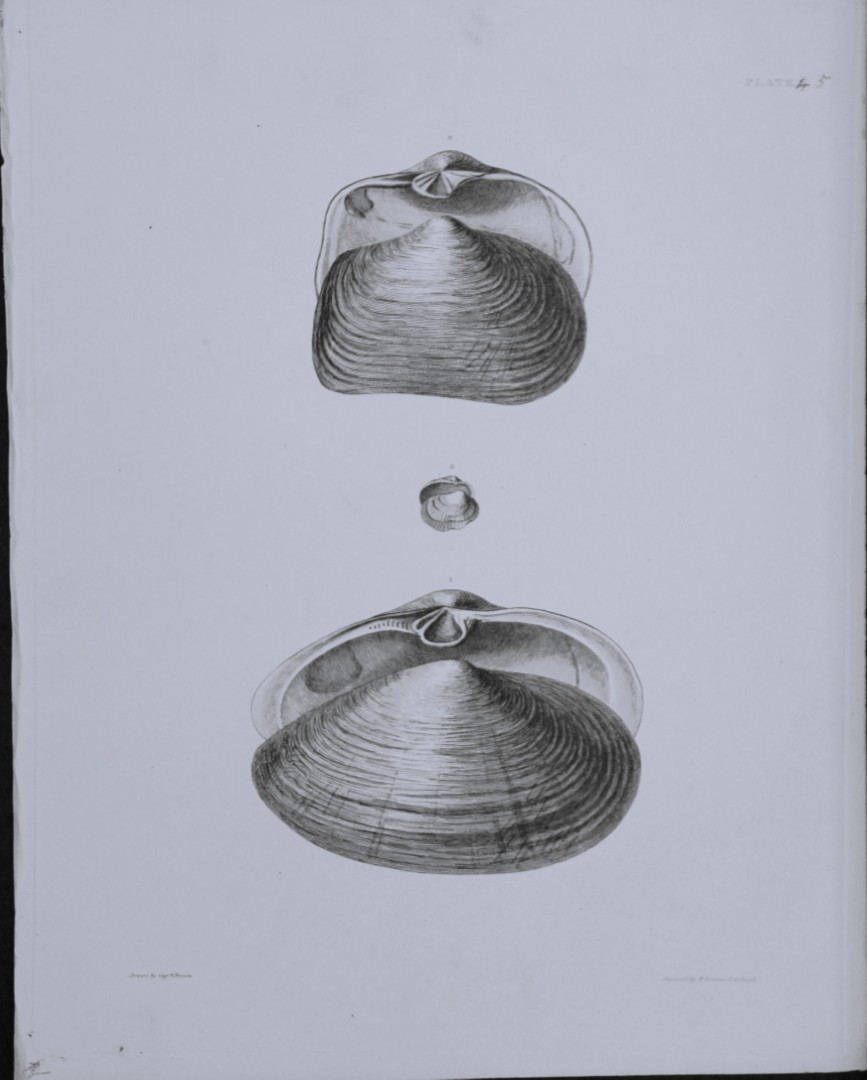 Capt. Thomas Brown - Engraving of shells 1844