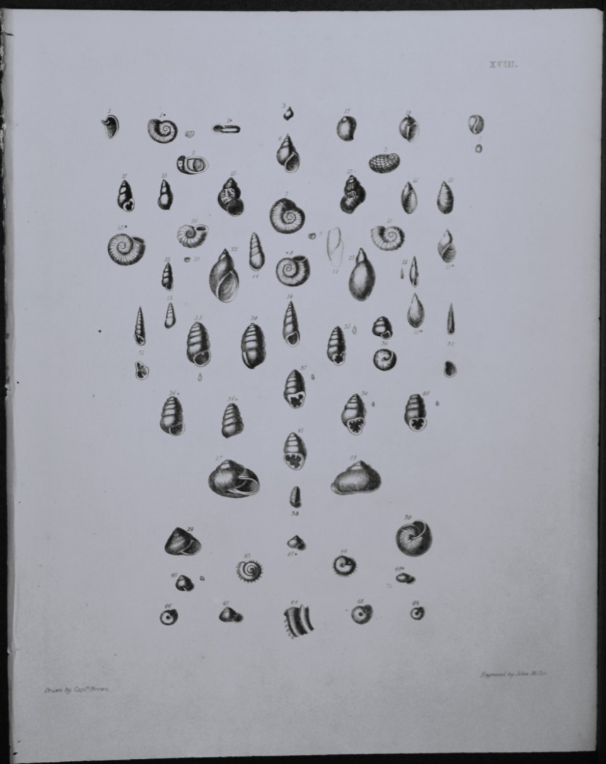 Capt. Thomas Brown - Engraving of shells 1844