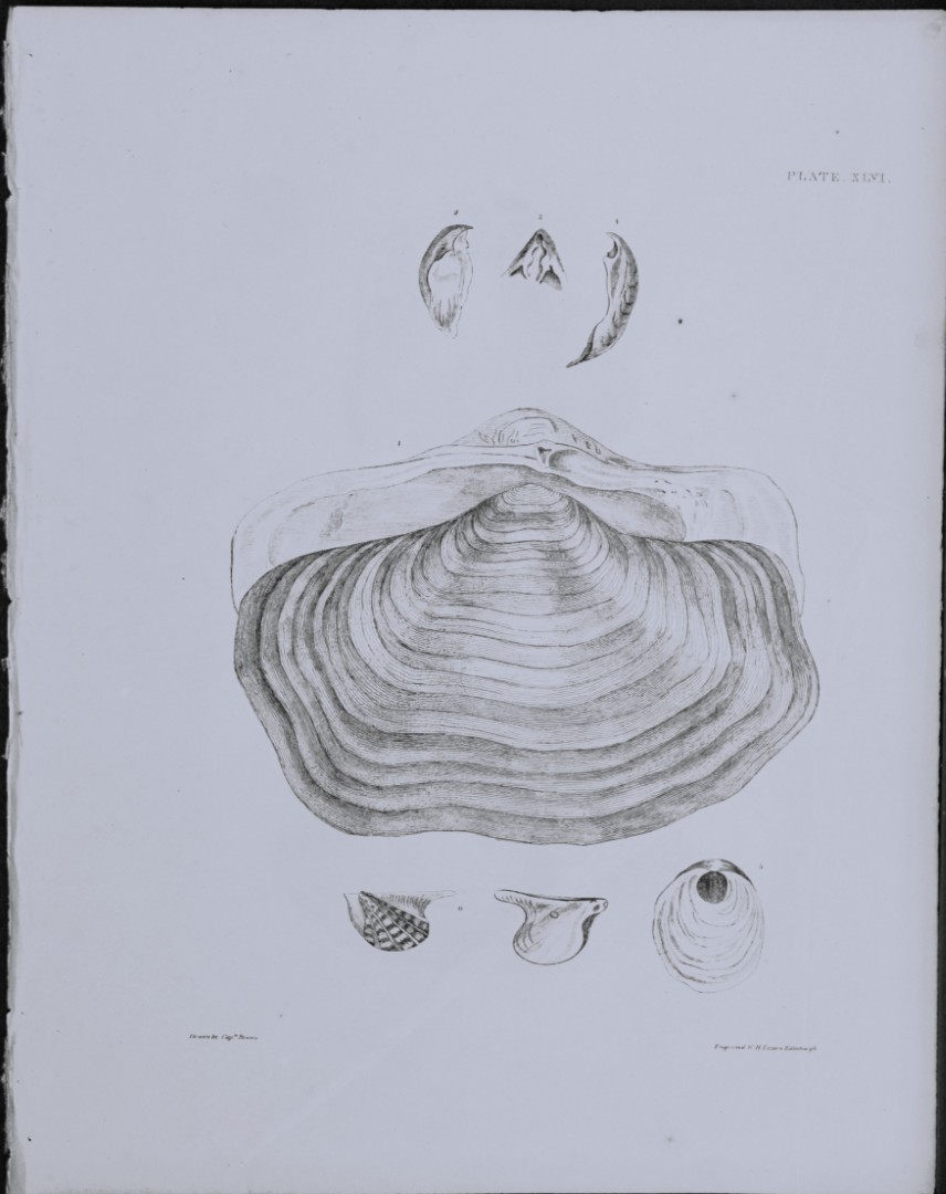 Capt. Thomas Brown - Engraving of shells 1844