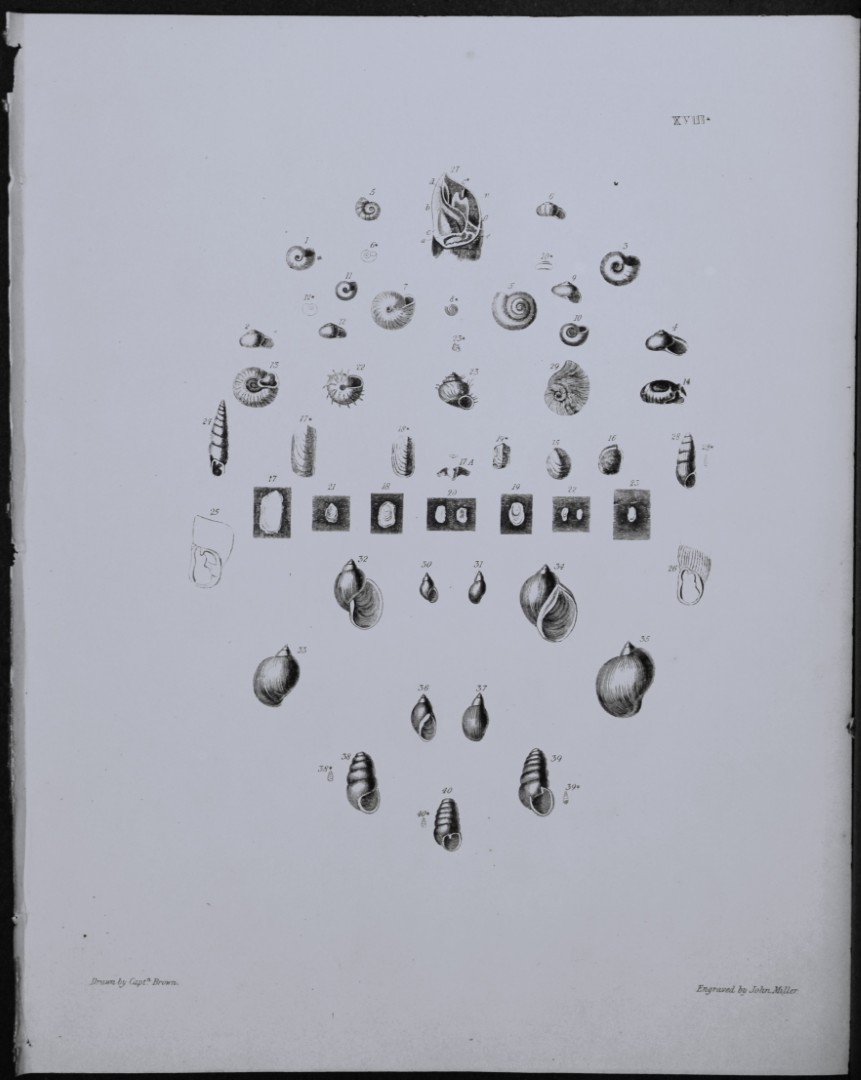 Capt. Thomas Brown - Engraving of shells 1844