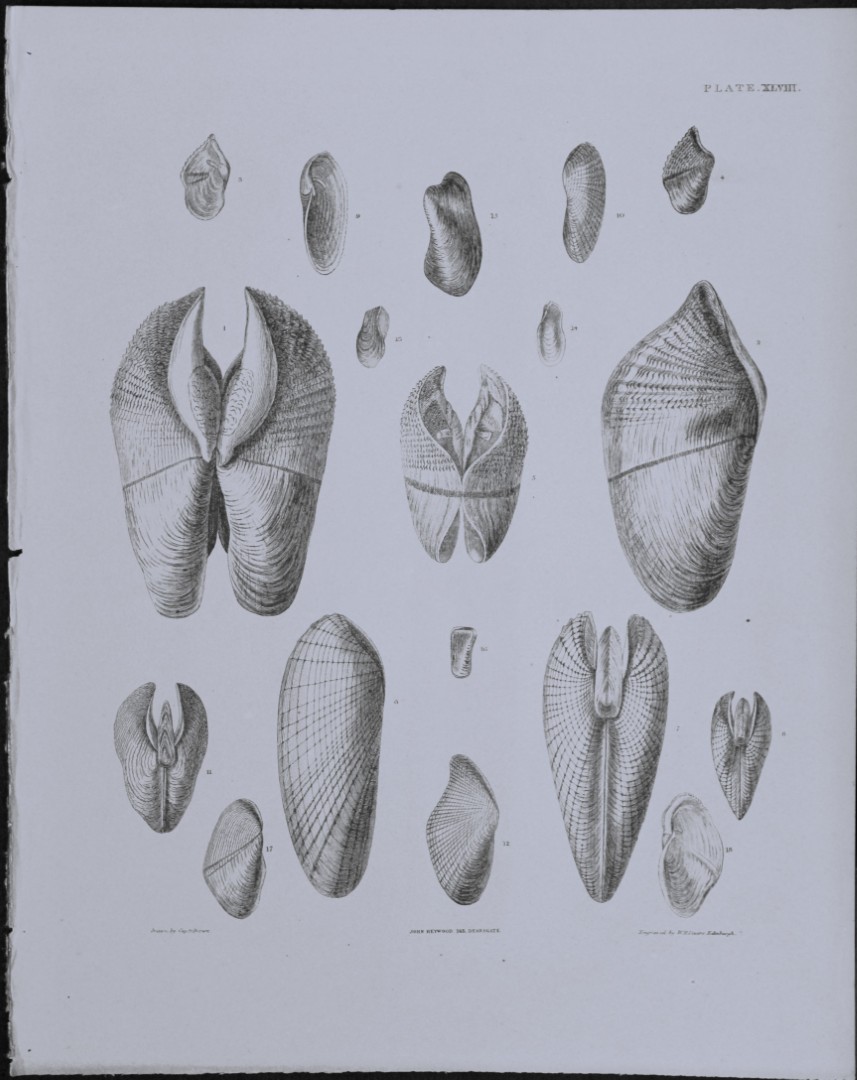 Capt. Thomas Brown - Engraving of shells 1844