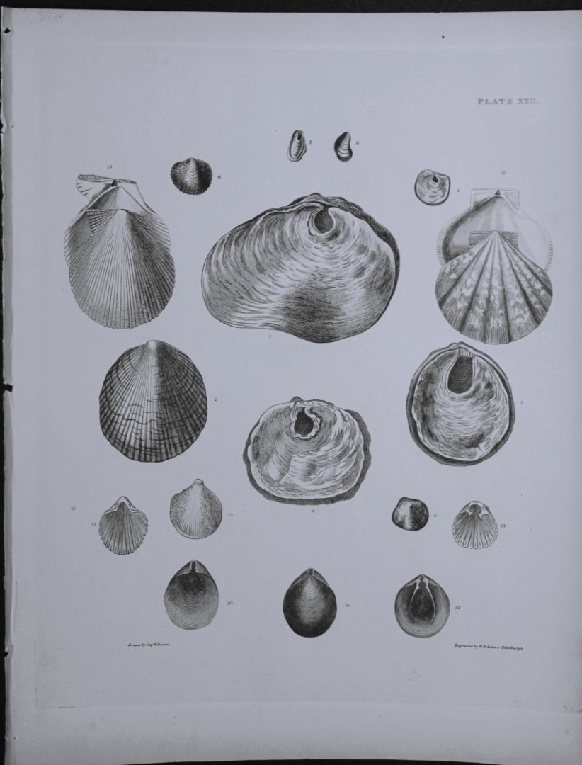 Capt. Thomas Brown - Engraving of shells 1844
