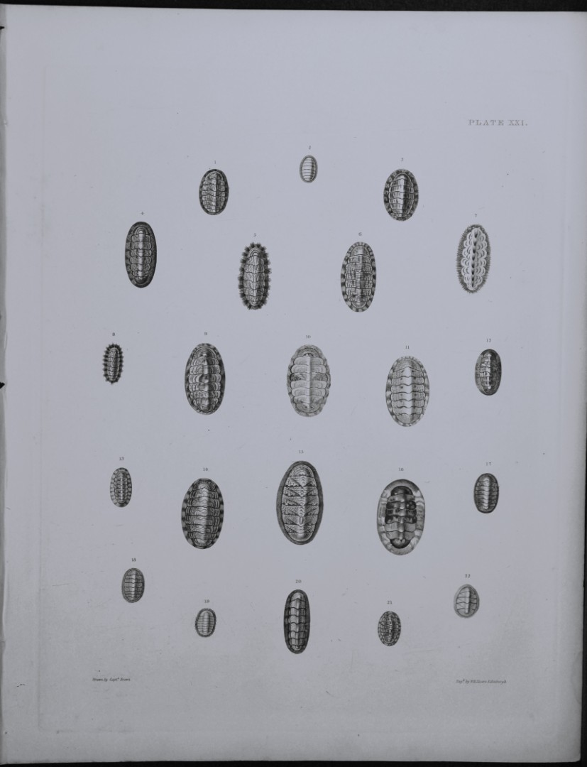 Capt. Thomas Brown - Engraving of shells 1844
