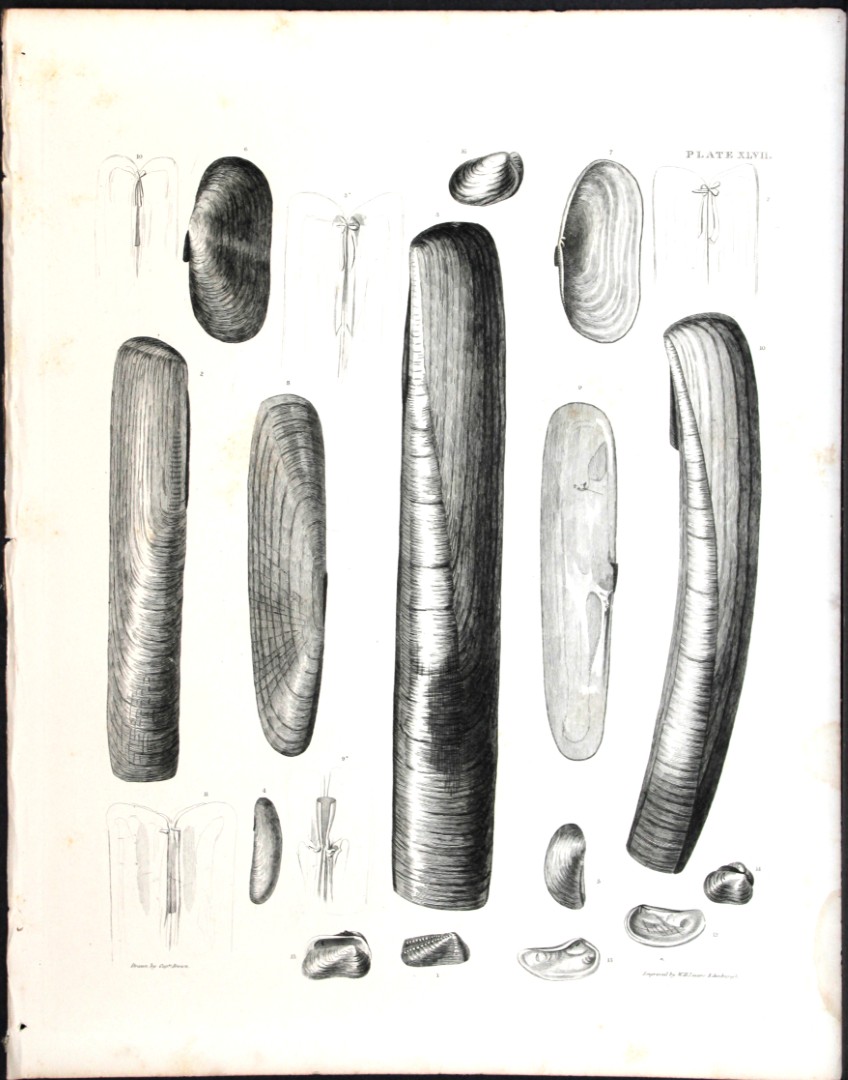 Capt. Thomas Brown - Engraving of shells 1844