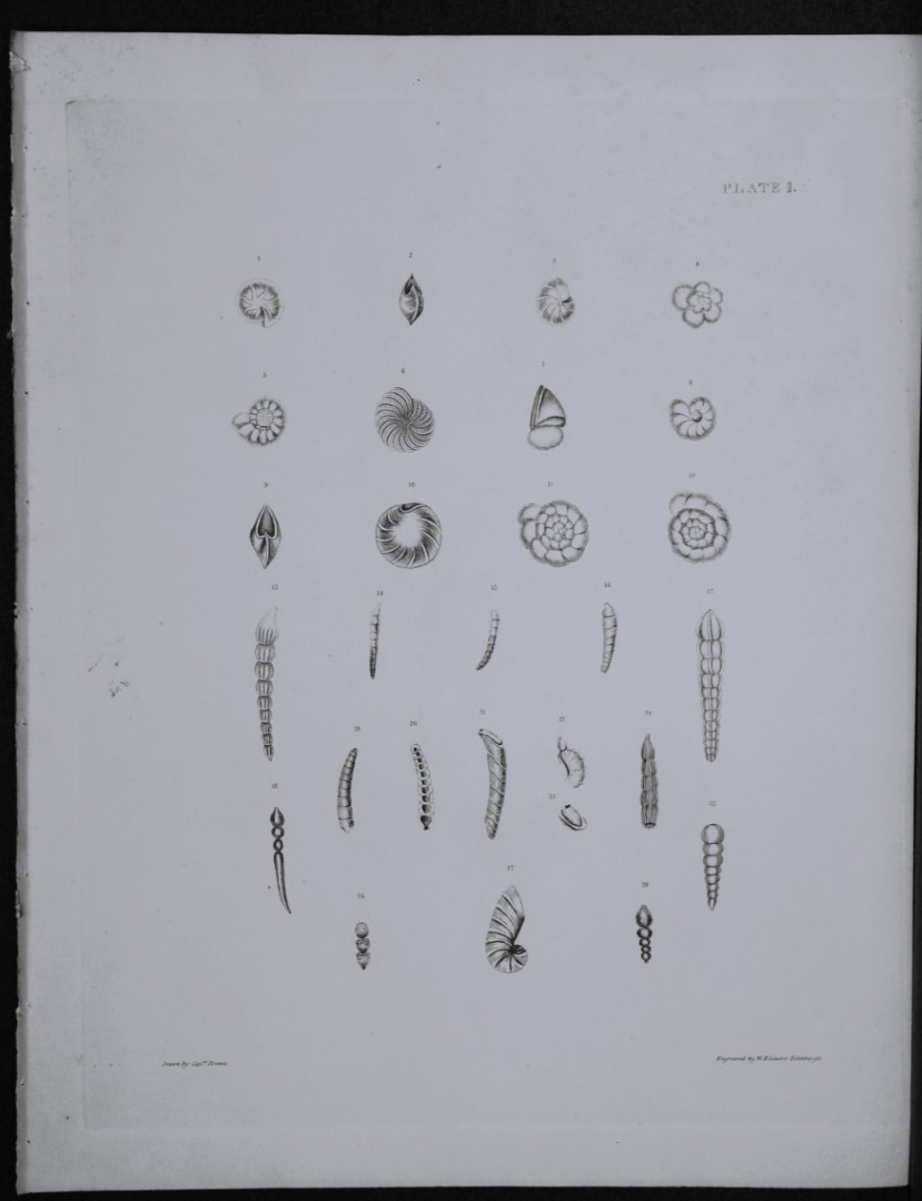 Capt. Thomas Brown - Engraving of shells 1844