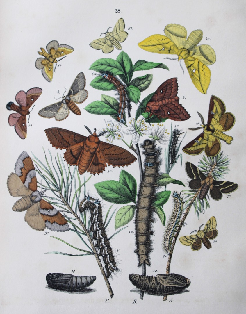 WF Kirby - Hand coloured lithograph from European Butterflies and Moths 1882