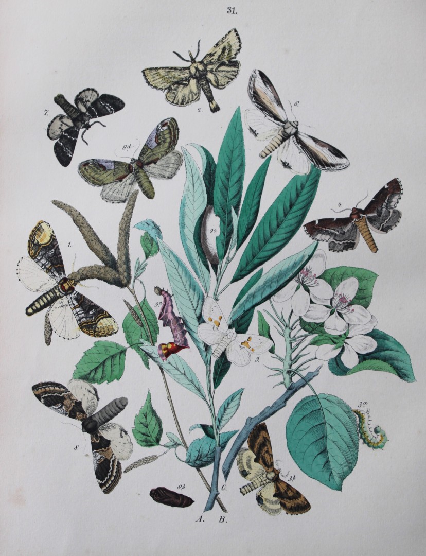 WF Kirby - Hand coloured lithograph from European Butterflies and Moths 1882