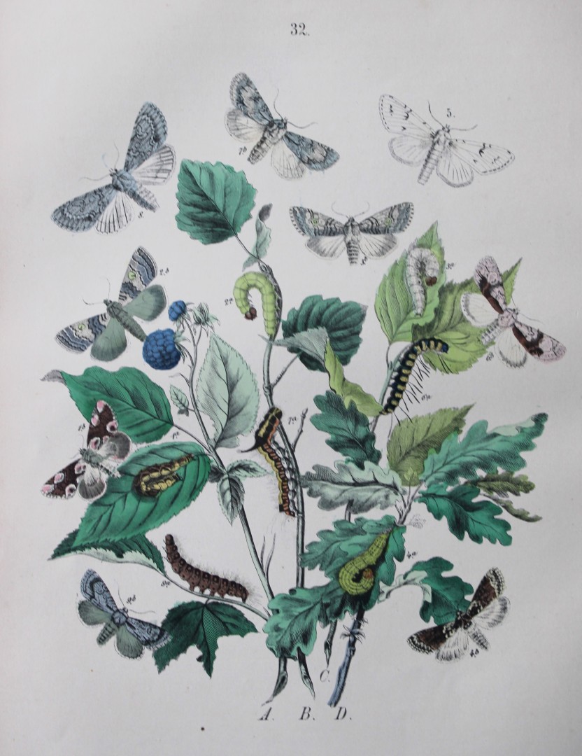 WF Kirby - Hand coloured lithograph from European Butterflies and Moths 1882