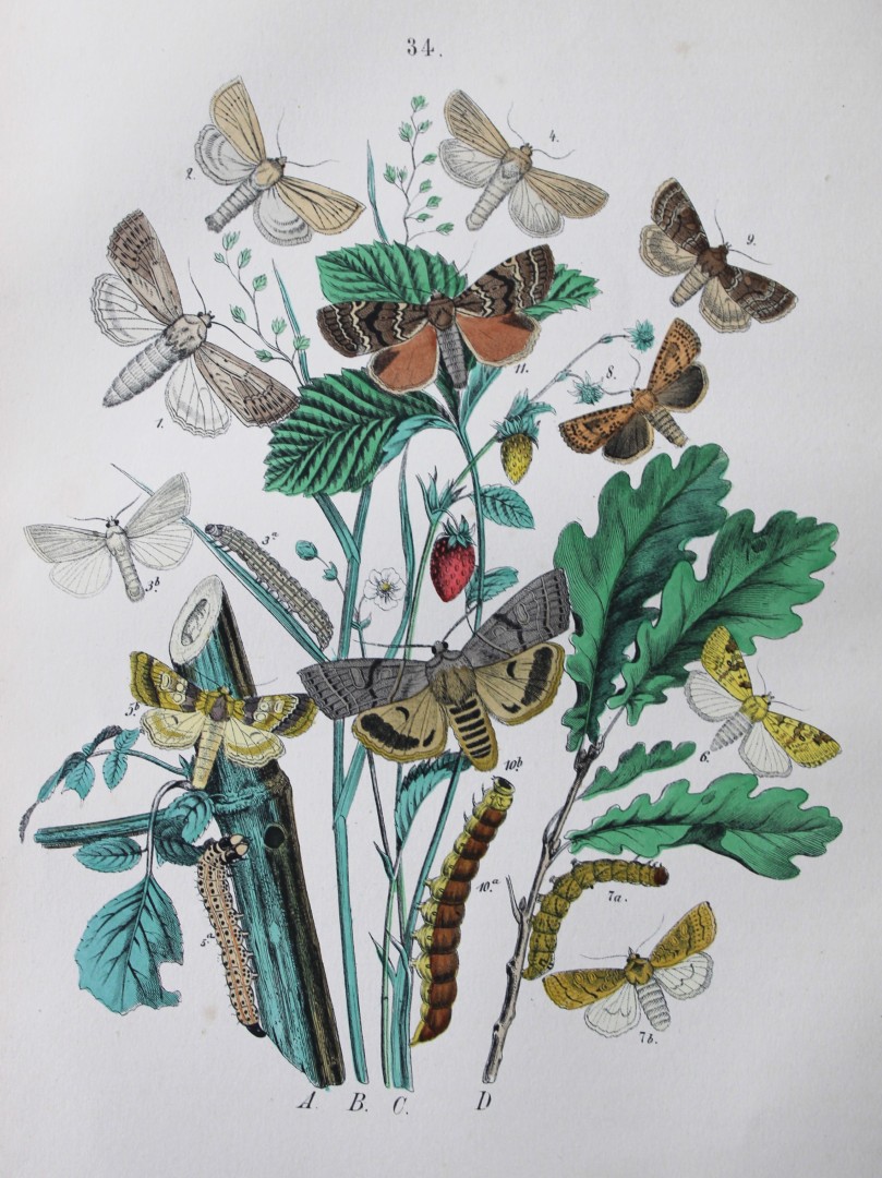 WF Kirby - Hand coloured lithograph from European Butterflies and Moths 1882