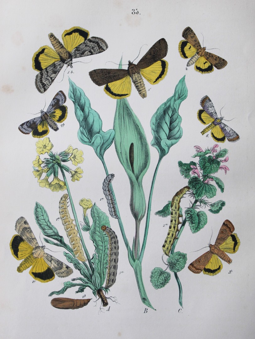 WF Kirby - Hand coloured lithograph from European Butterflies and Moths 1882