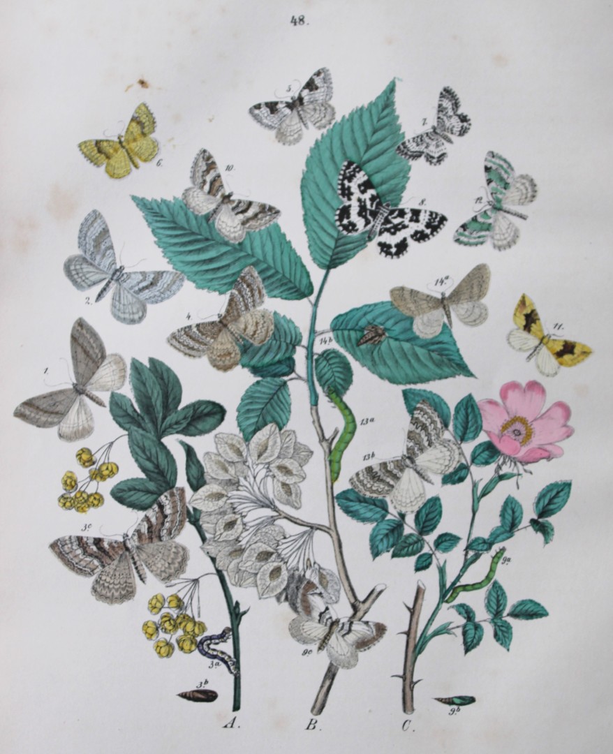 WF Kirby - Hand coloured lithograph from European Butterflies and Moths 1882