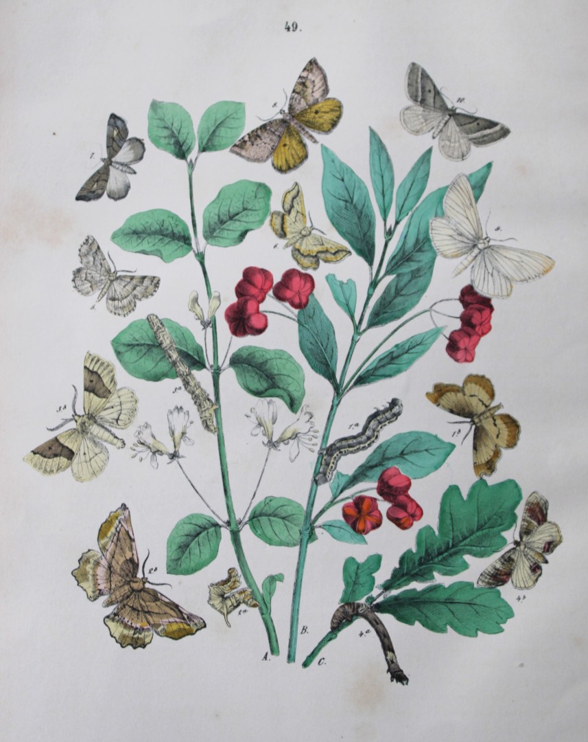 WF Kirby - Hand coloured lithograph from European Butterflies and Moths 1882