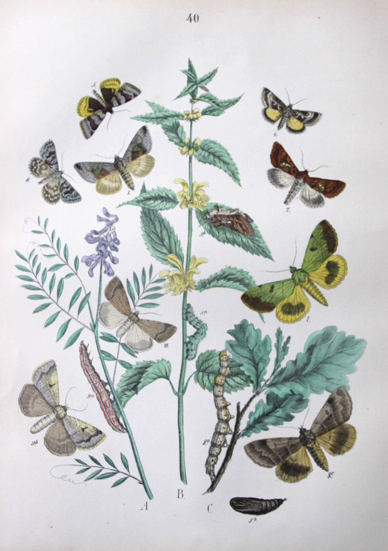 WF Kirby - Hand coloured lithograph from European Butterflies and Moths 1882