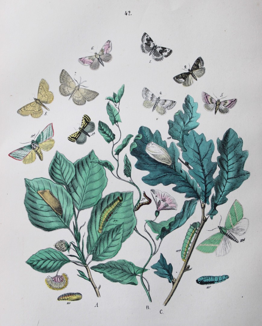 WF Kirby - Hand coloured lithograph from European Butterflies and Moths 1882