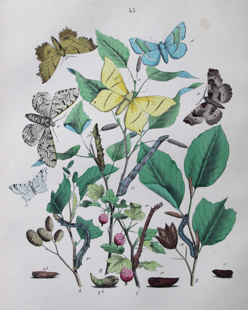 WF Kirby - Hand coloured lithograph from European Butterflies and Moths 1882