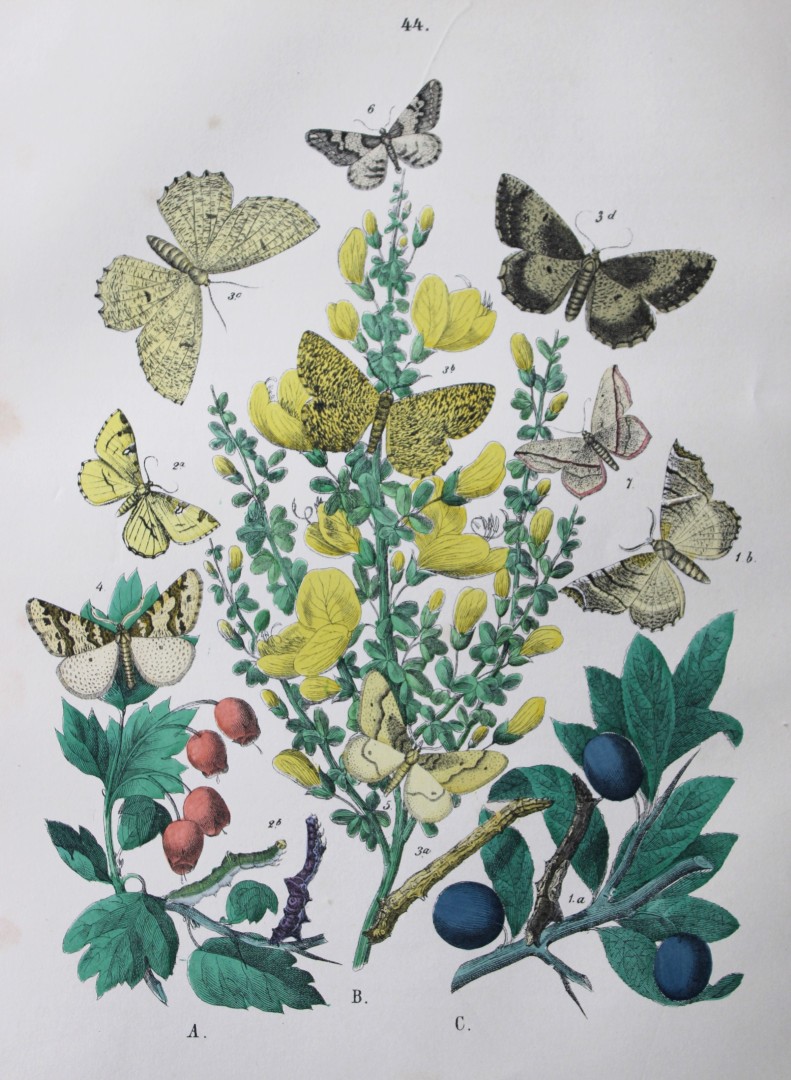 WF Kirby - Hand coloured lithograph from European Butterflies and Moths 1882