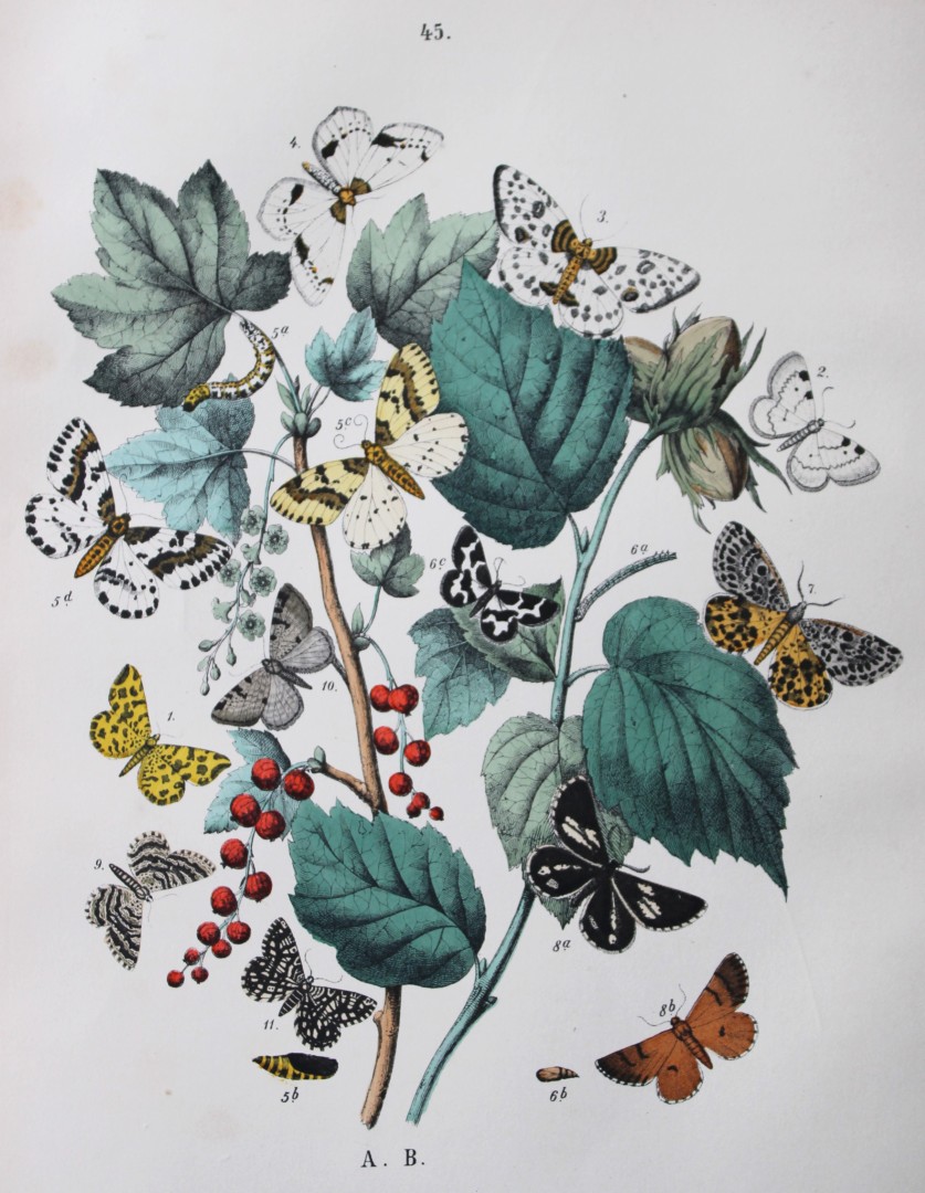 WF Kirby - Hand coloured lithograph from European Butterflies and Moths 1882