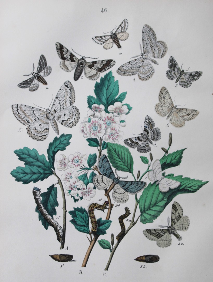 WF Kirby - Hand coloured lithograph from European Butterflies and Moths 1882