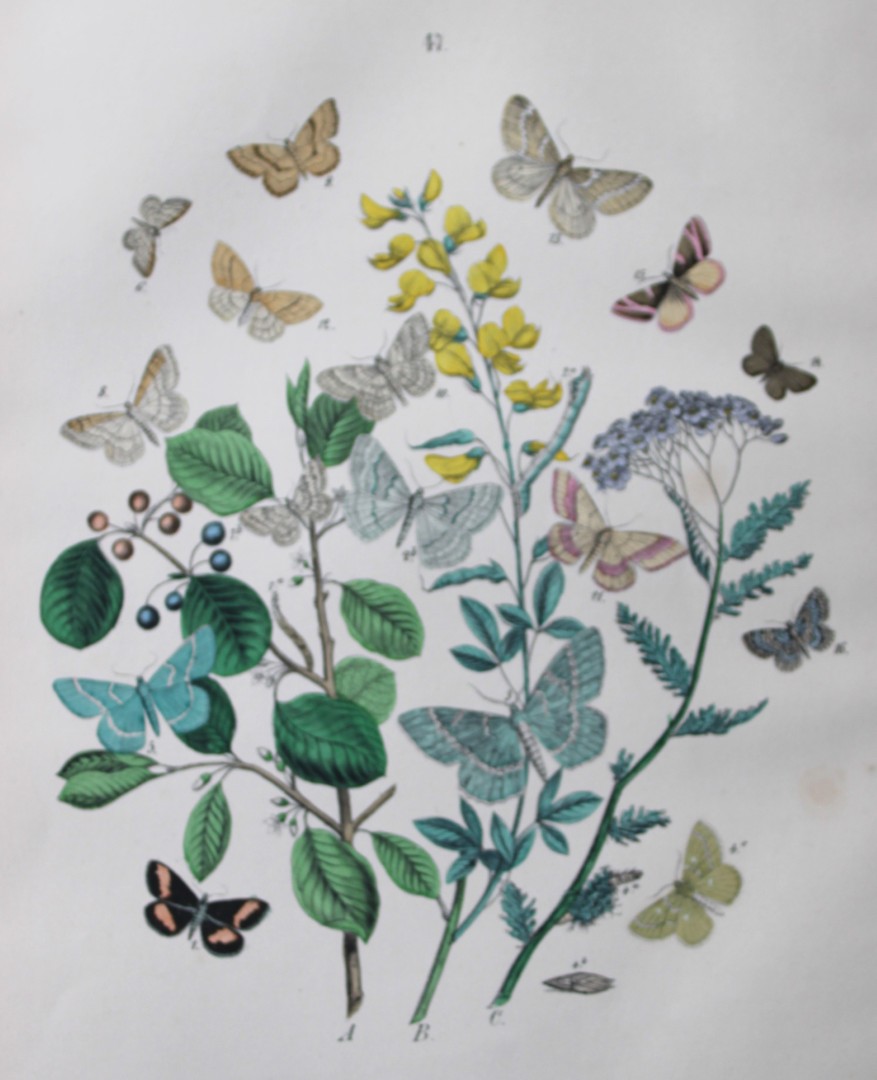 WF Kirby - Hand coloured lithograph from European Butterflies and Moths 1882