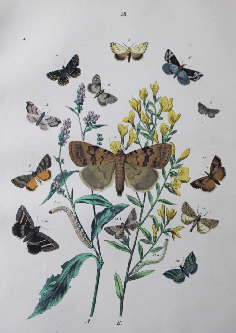 WF Kirby - Hand coloured lithograph from European Butterflies and Moths 1882