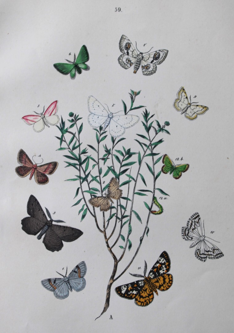 WF Kirby - Hand coloured lithograph from European Butterflies and Moths 1882