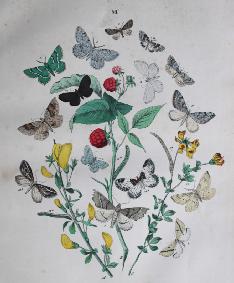 WF Kirby - Hand coloured lithograph from European Butterflies and Moths 1882