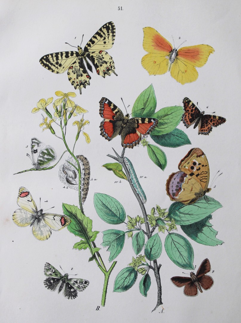 WF Kirby - Hand coloured lithograph from European Butterflies and Moths 1882
