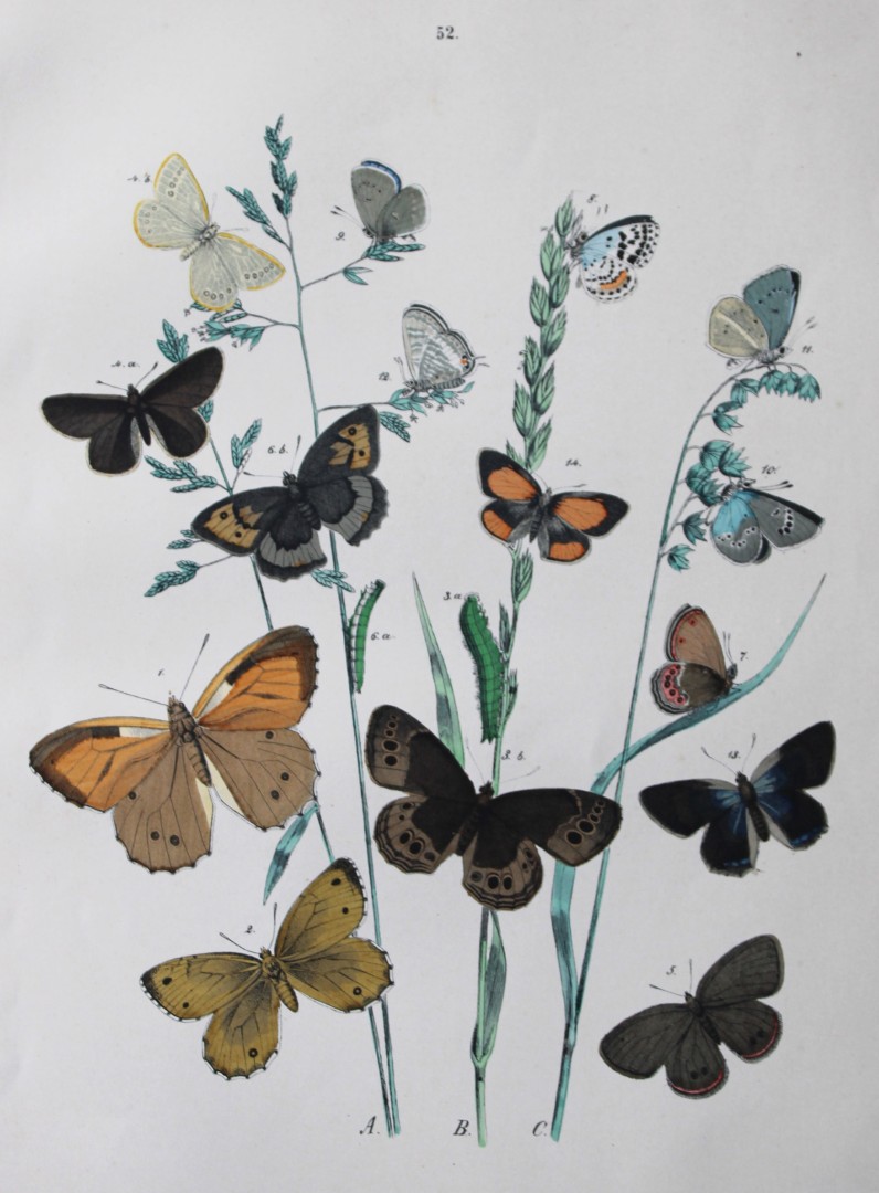 WF Kirby - Hand coloured lithograph from European Butterflies and Moths 1882